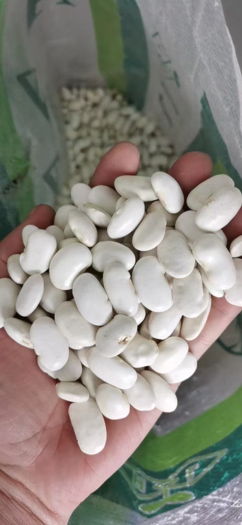 白芸豆大白芸豆，大白扣食品原料彩袋包装白芸豆