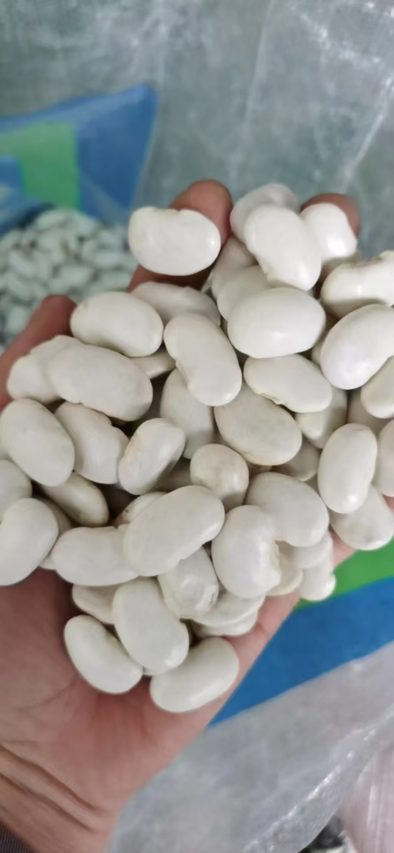 白芸豆大白芸豆，大白扣食品原料彩袋包装白芸豆