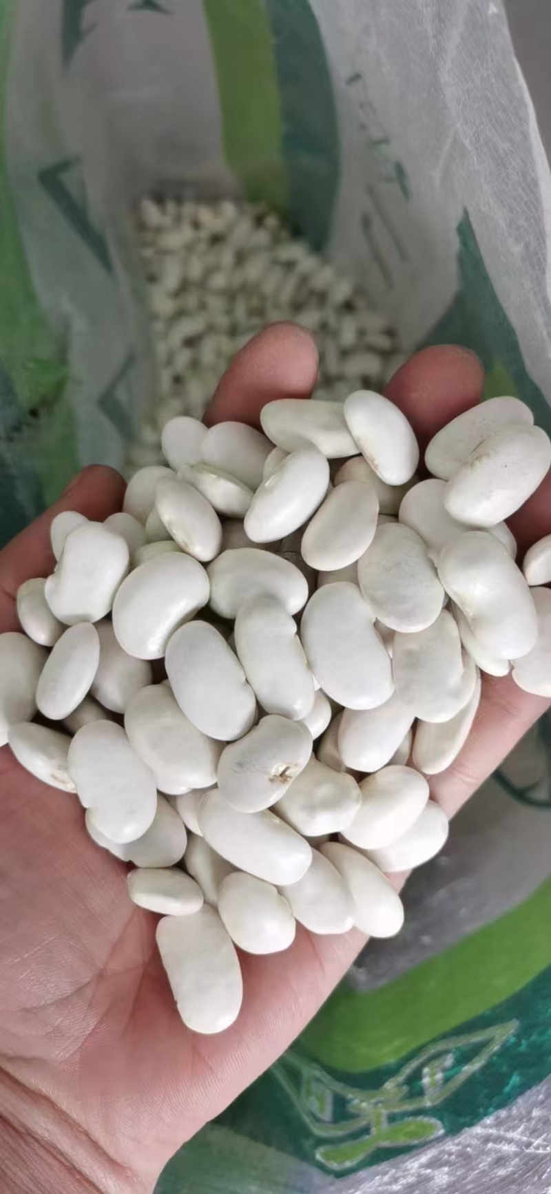 白芸豆大白芸豆，大白扣食品原料彩袋包装白芸豆
