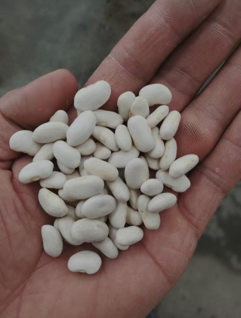 白芸豆大白芸豆，大白扣食品原料彩袋包装白芸豆
