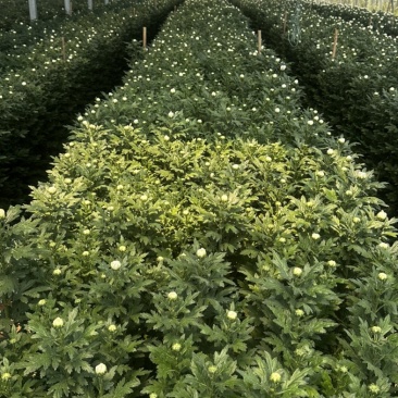 白扇菊花上市啦，量大从优，价格面议。