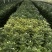 白扇菊花上市啦，量大从优，价格面议。