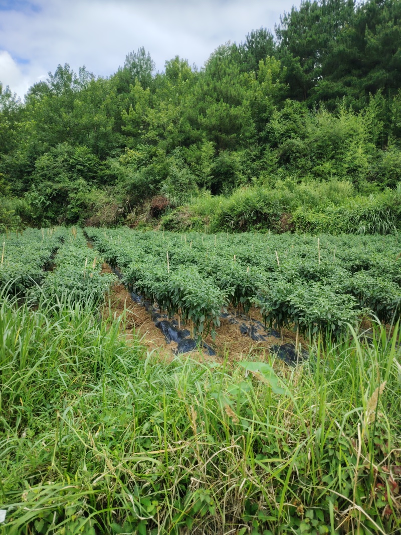 贵州7号线椒青线椒新鲜现摘可整车发货