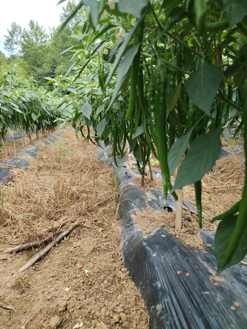 贵州7号线椒青线椒新鲜现摘可整车发货
