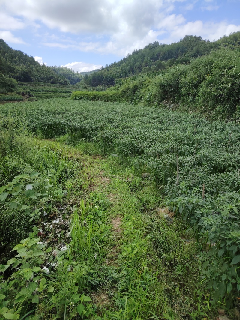 贵州7号线椒青线椒新鲜现摘可整车发货