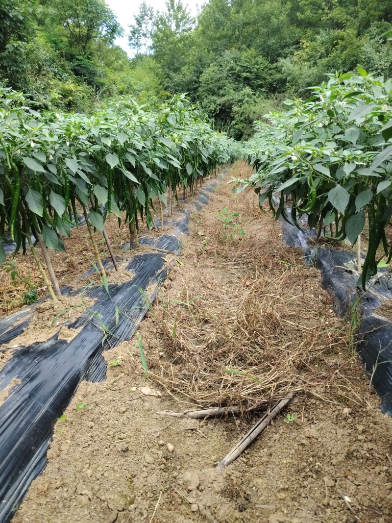 贵州7号线椒青线椒新鲜现摘可整车发货