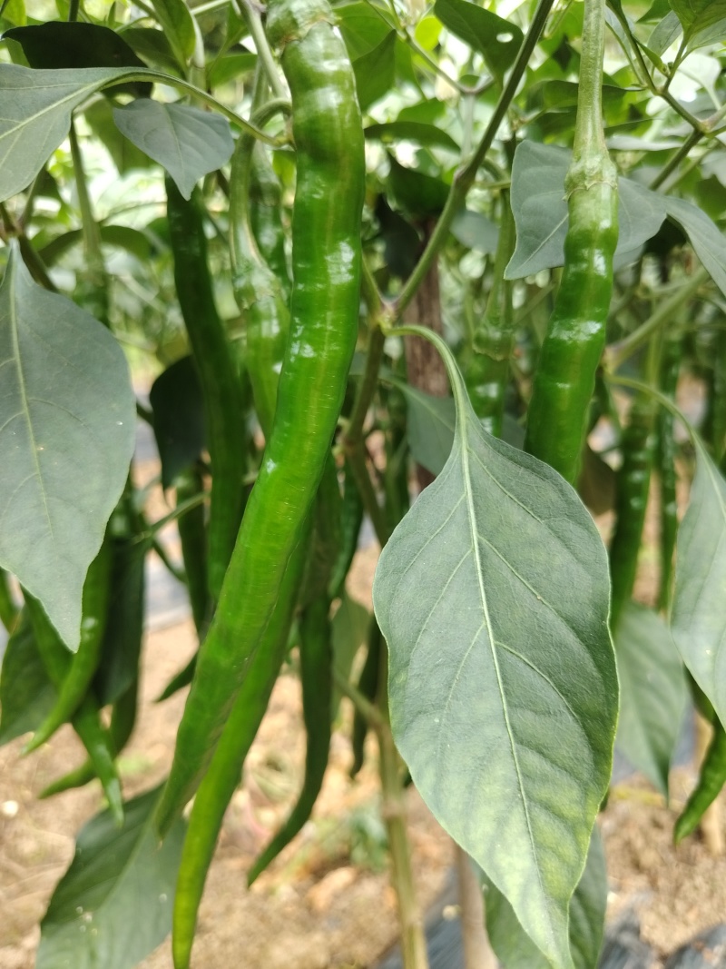 贵州7号线椒青线椒新鲜现摘可整车发货