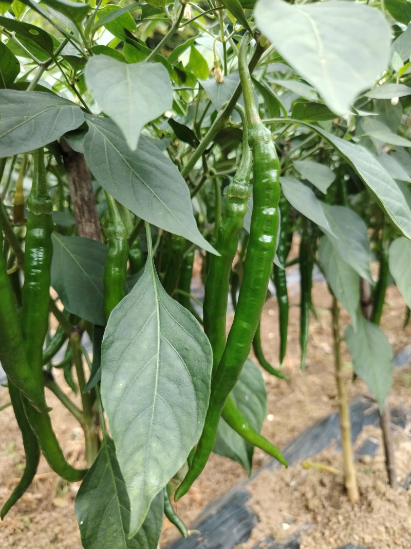 贵州7号线椒青线椒新鲜现摘可整车发货