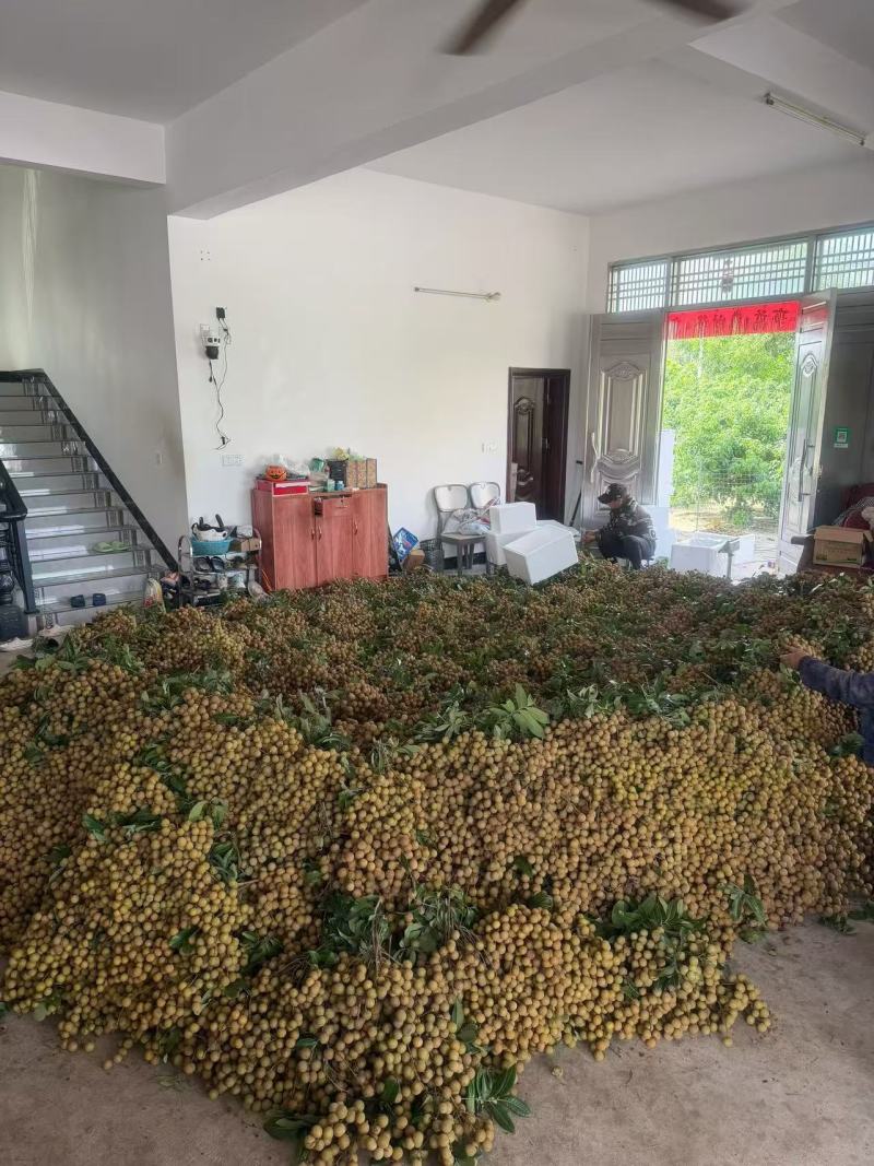广东电白石硖龙眼，储良鲜龙眼25mm以上统货产地直发