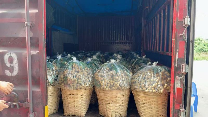 广东电白石硖龙眼，储良鲜龙眼25mm以上统货产地直发