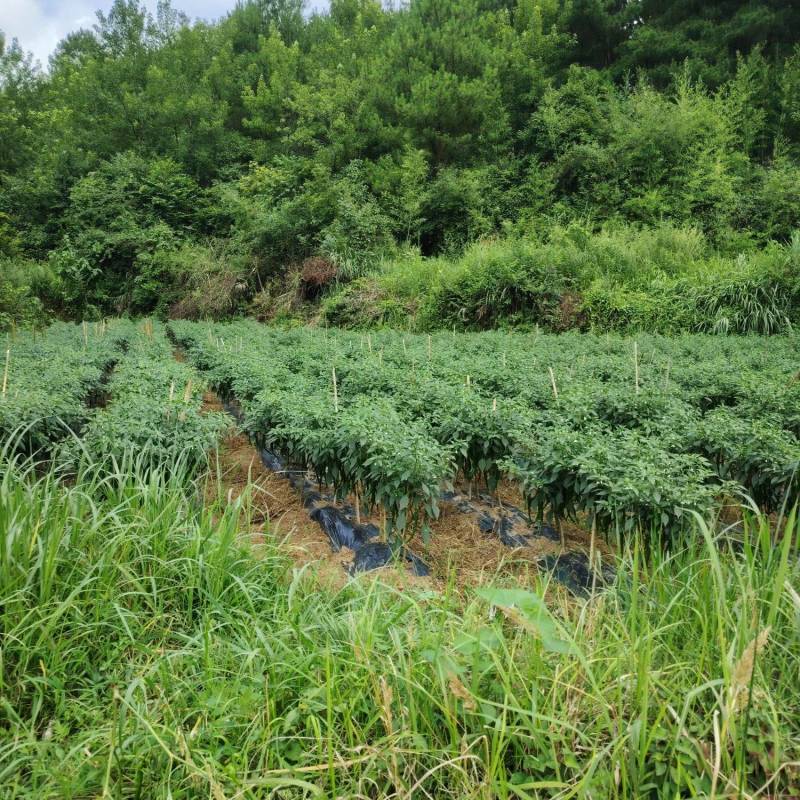 贵州7号线椒青线椒新鲜现摘可整车发货