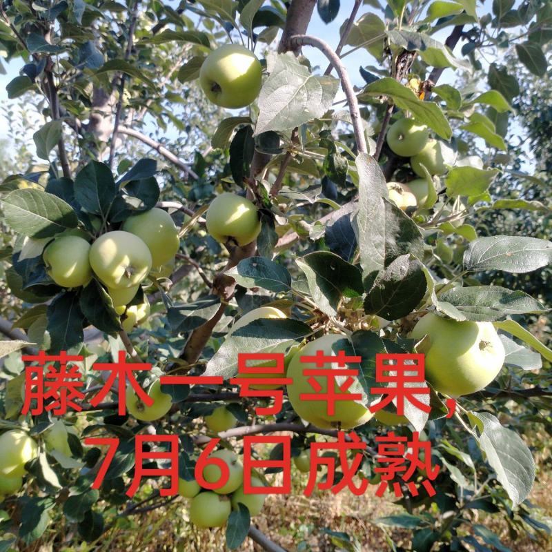 藤木一号苹果大量上市