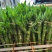 开运竹带根富贵竹水培植物易养活