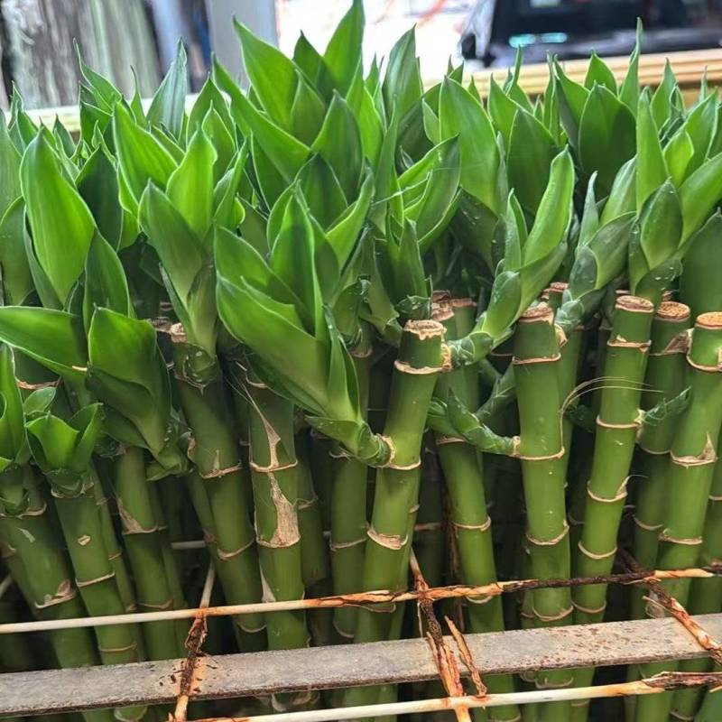 开运竹带根富贵竹水培植物易养活