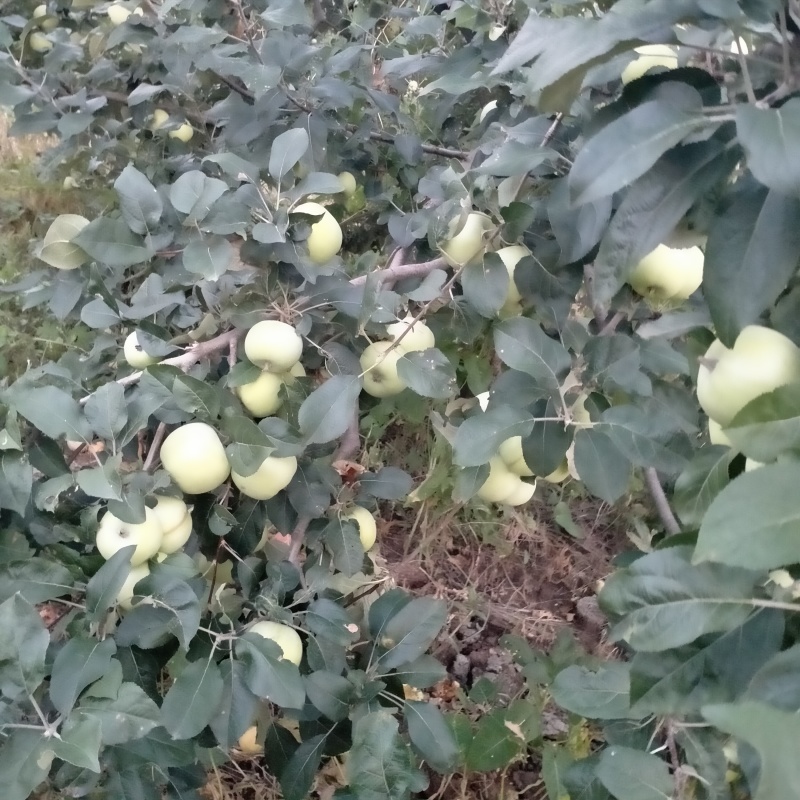 藤木一号苹果大量上市