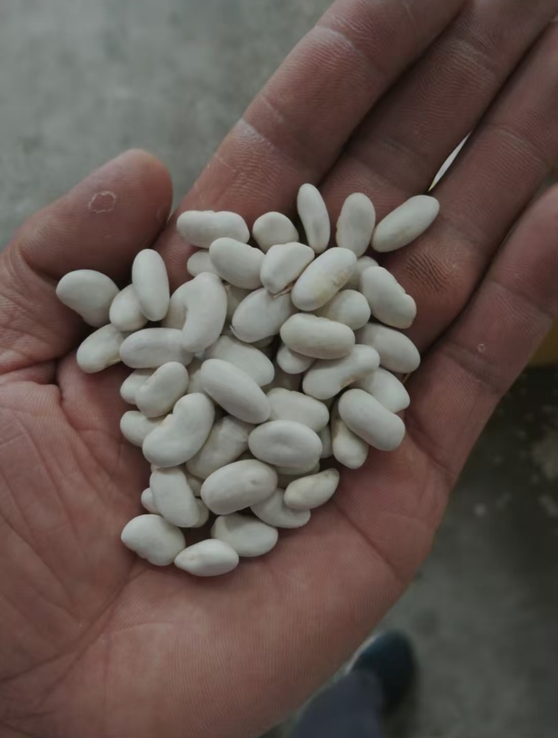白芸豆大白芸豆，大白扣食品原料彩袋包装白芸豆