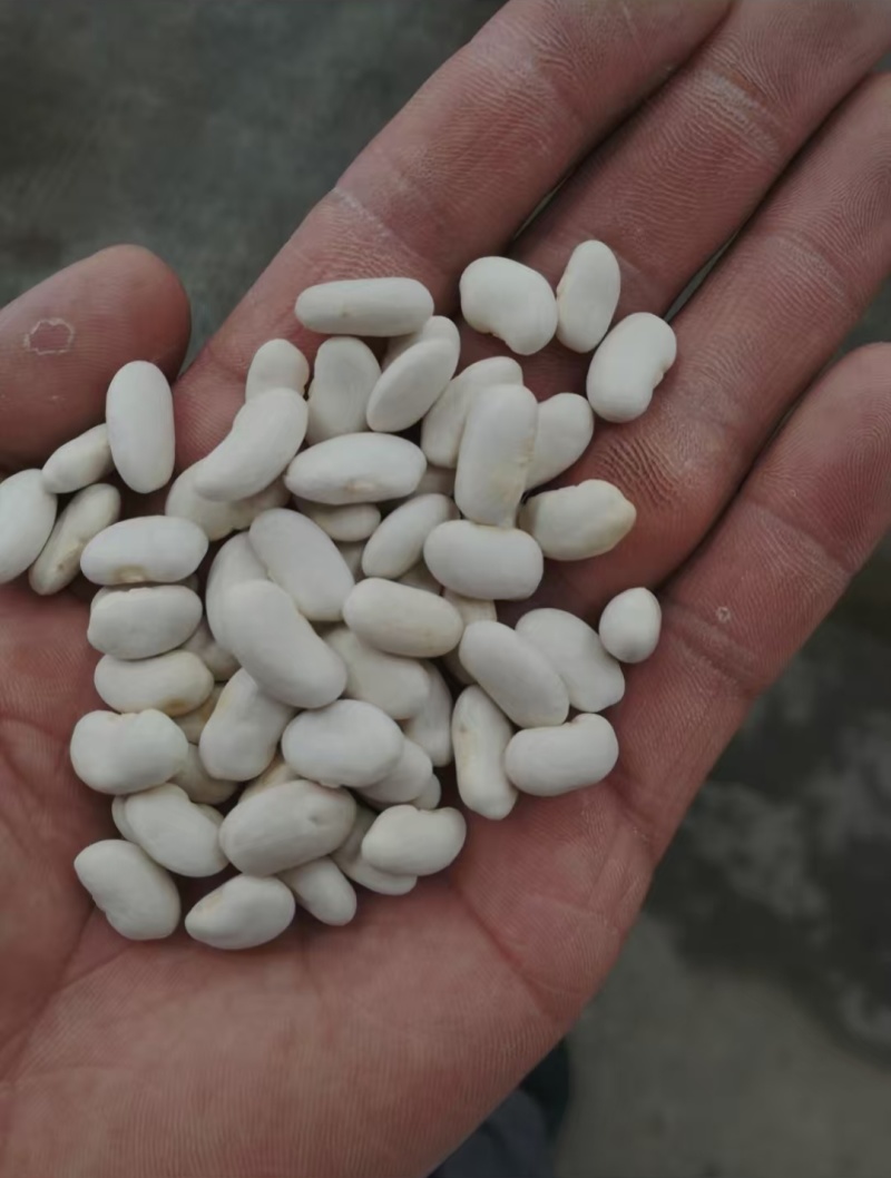 白芸豆大白芸豆，大白扣食品原料彩袋包装白芸豆