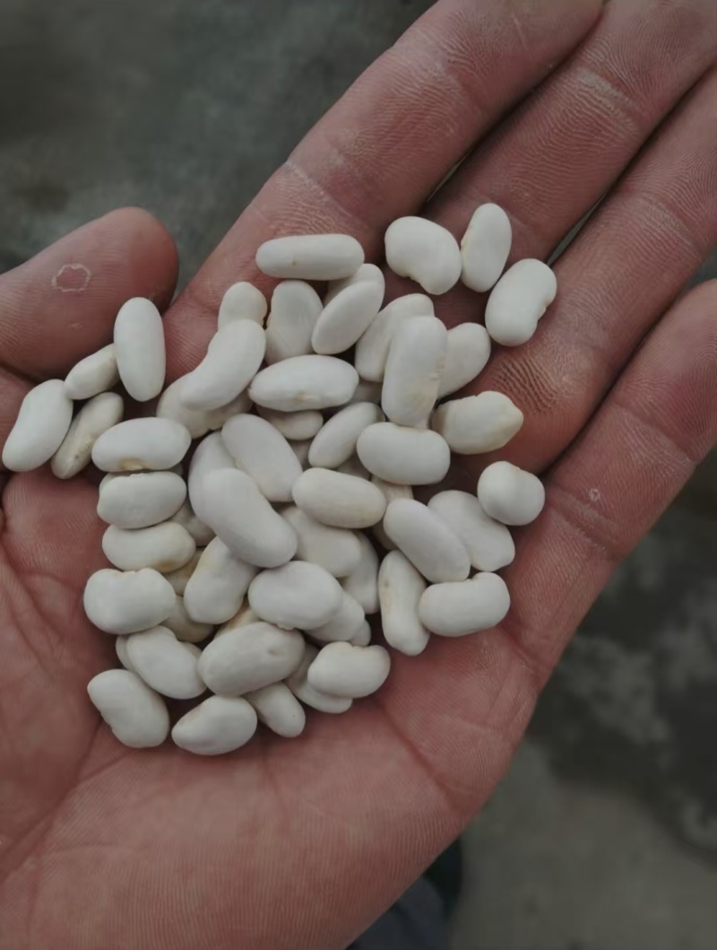 白芸豆大白芸豆，大白扣食品原料彩袋包装白芸豆