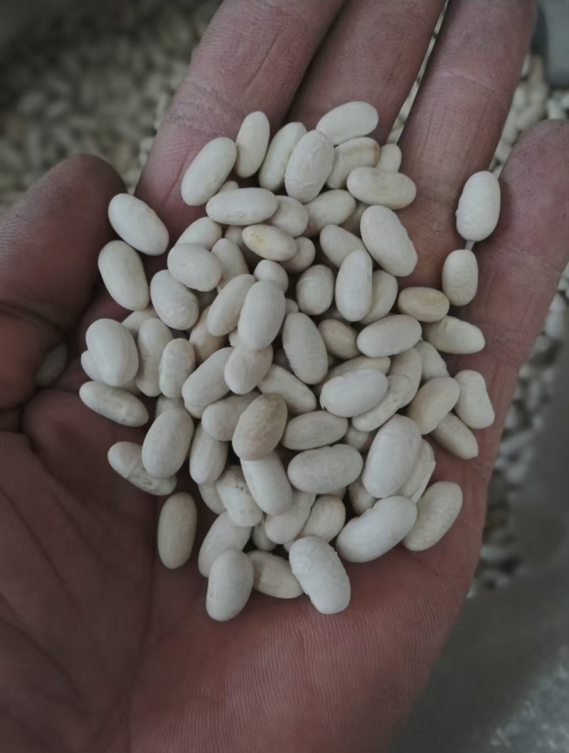 白芸豆大白芸豆，大白扣食品原料彩袋包装白芸豆