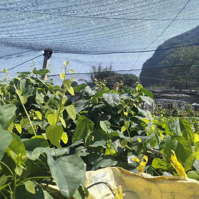 赤苍藤农户基地直发