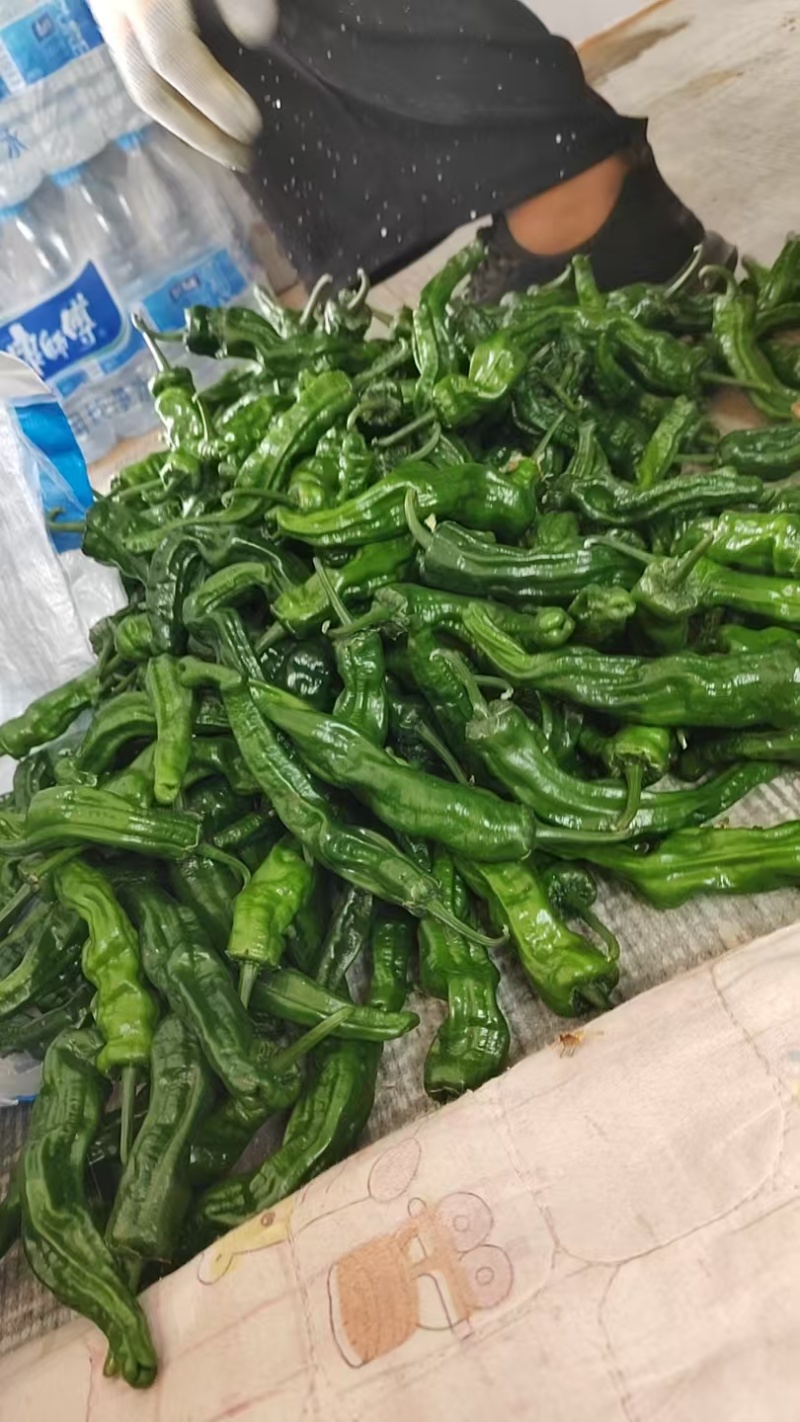 牛角椒，线椒，螺丝椒，圆椒，大小皱皮