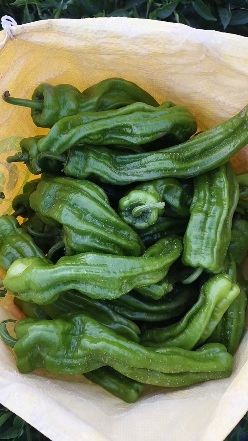 牛角椒，线椒，螺丝椒，圆椒，大小皱皮