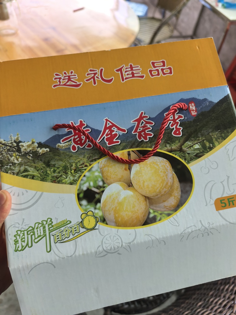 正宗乐昌九峰山黄金奈李子新鲜水果黄金李顺丰包邮一件代发