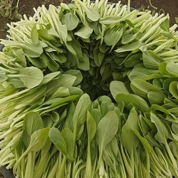 鸡毛菜