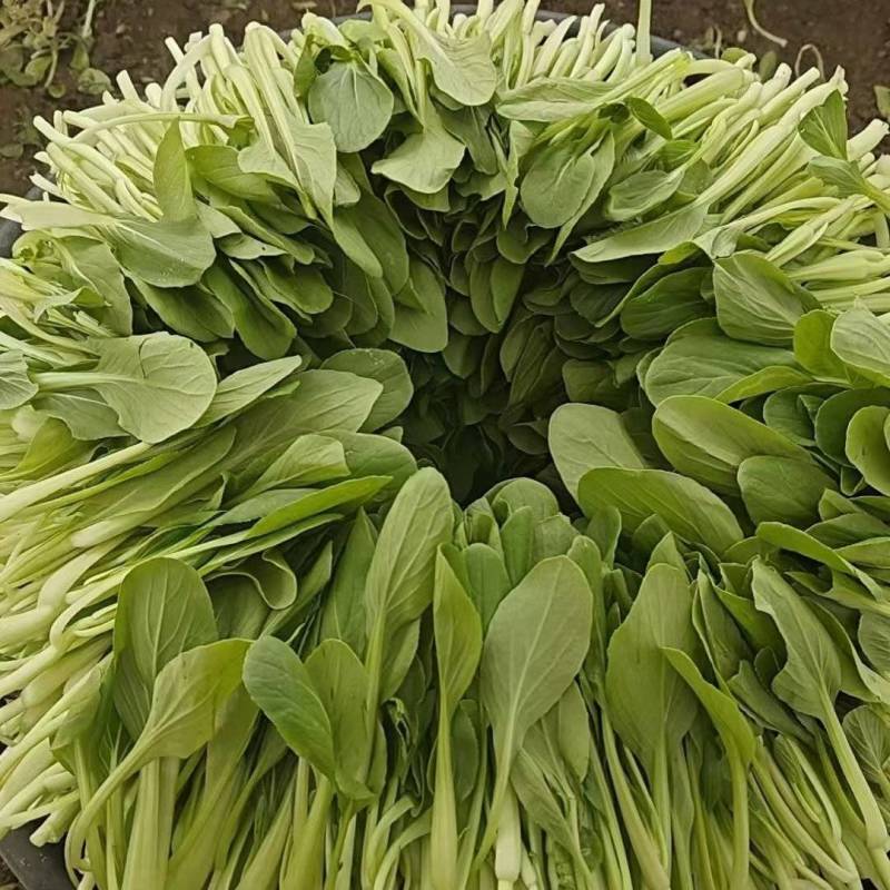 鸡毛菜