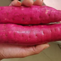 西瓜红蜜薯