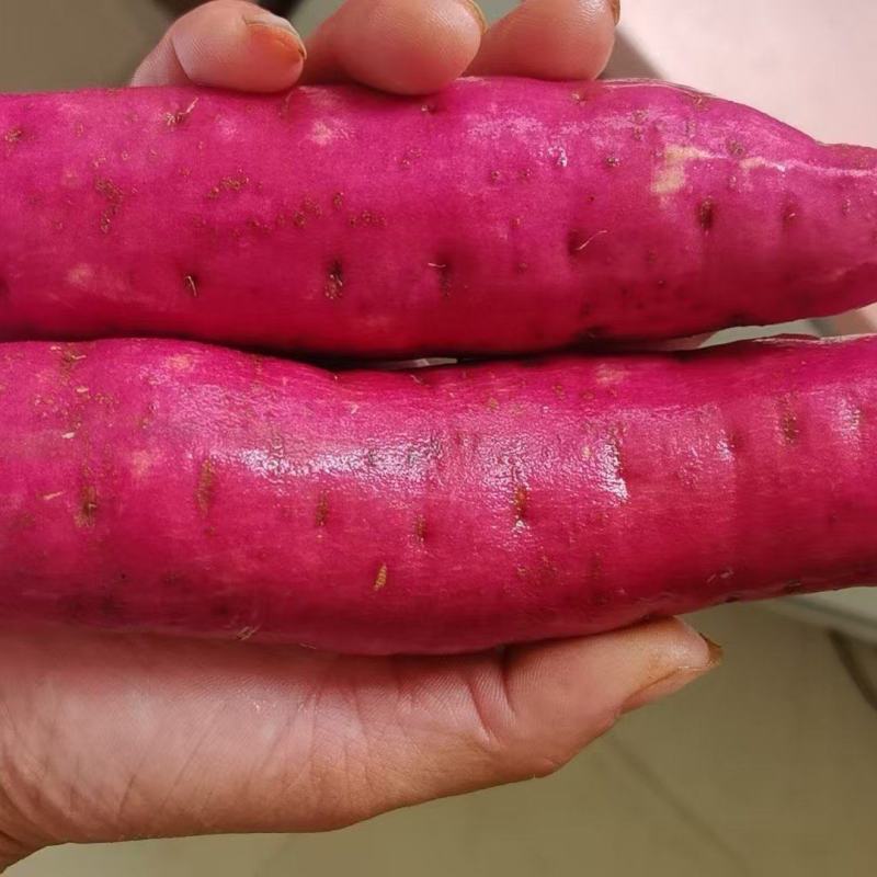 西瓜红蜜薯