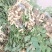 2026新鲜花生红薯土豆辣椒对接各大平台