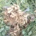2026新鲜花生红薯土豆辣椒对接各大平台