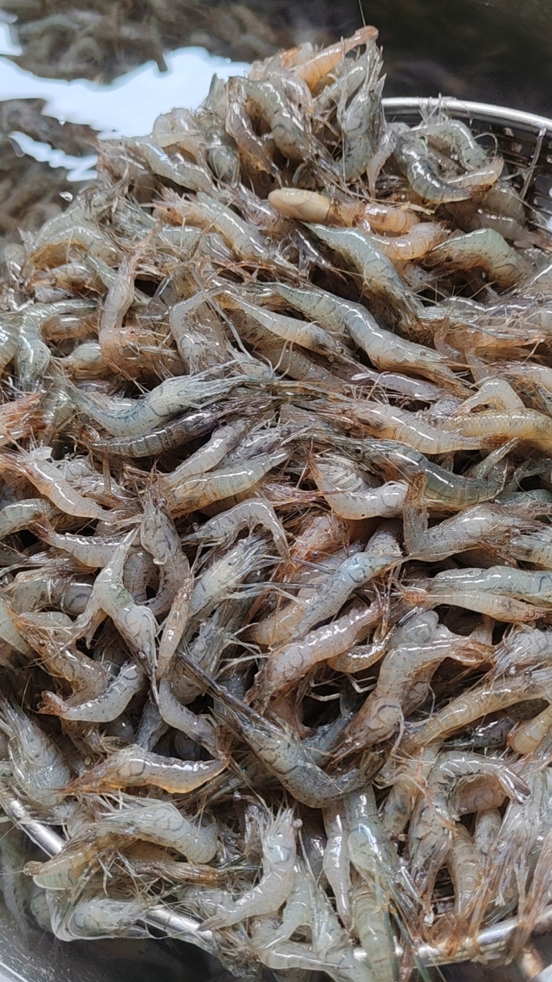 速冻小河虾