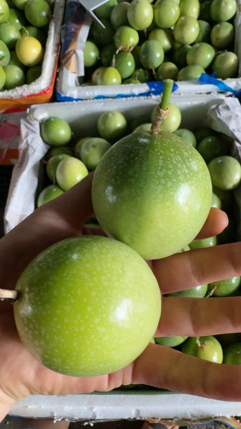 广西精品钦蜜9号百香果大量上市品质保证量大从优一手货