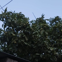 山核桃