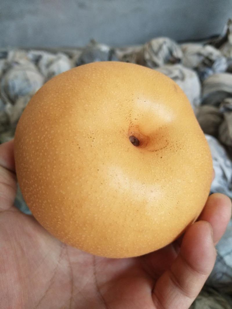 丰水梨纸袋350~400g
