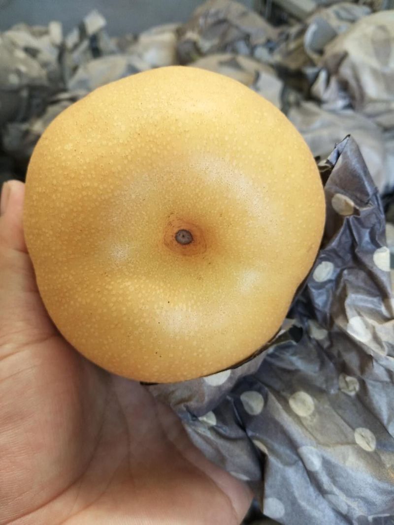 丰水梨纸袋350~400g