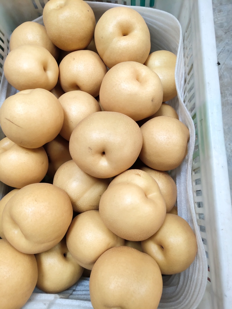 丰水梨纸袋350~400g