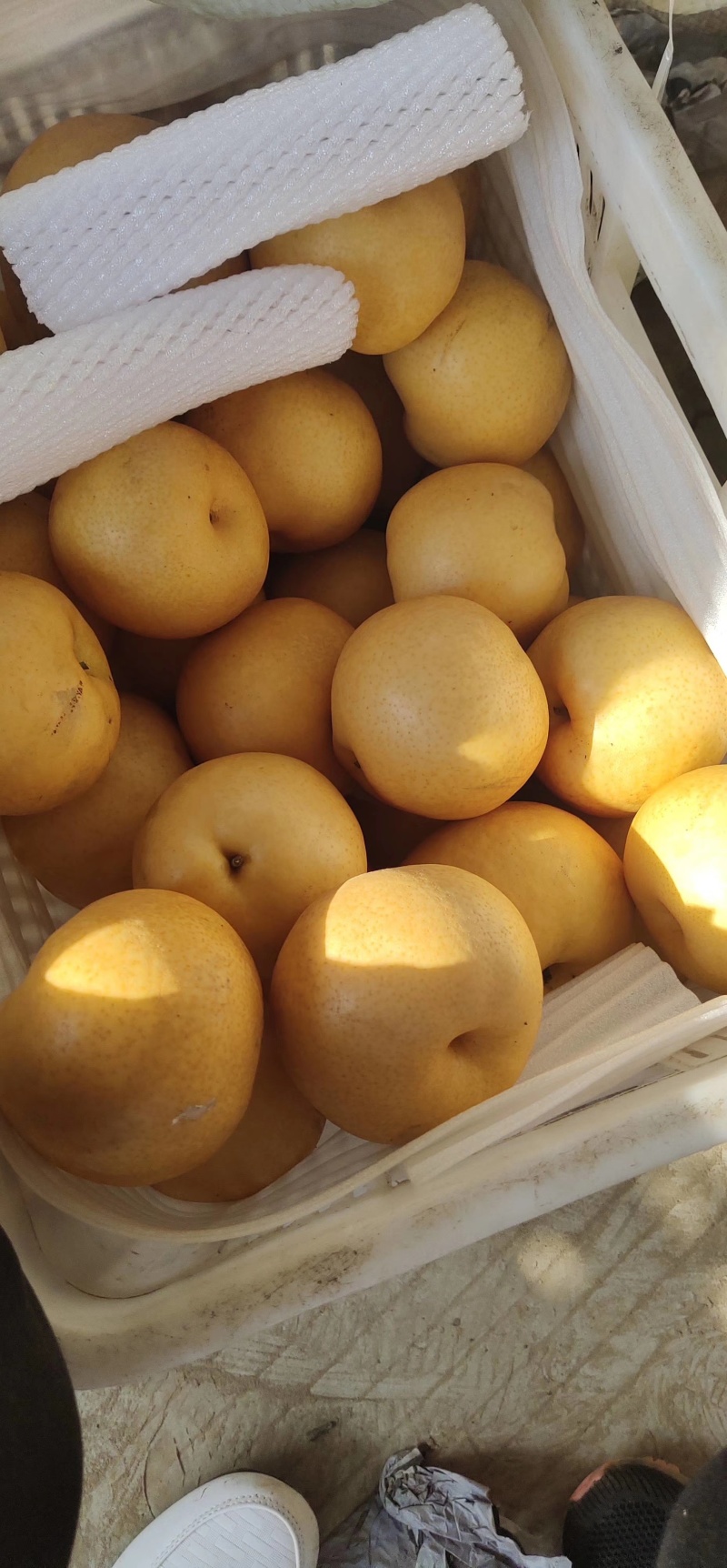丰水梨纸袋350~400g