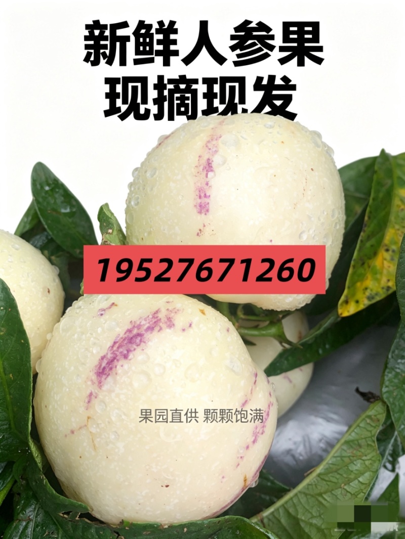 云南高山树熟人参果，支持一件代发