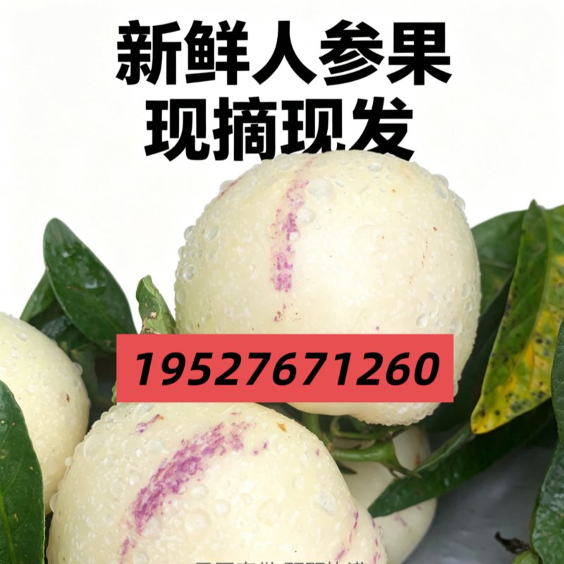 云南高山树熟人参果，支持一件代发