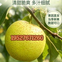 云南红河泸西高原雪花梨，产地直供一条龙代办