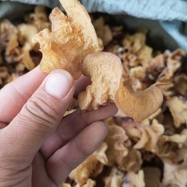 羊肚耳农场直销各种规格都有电商优先