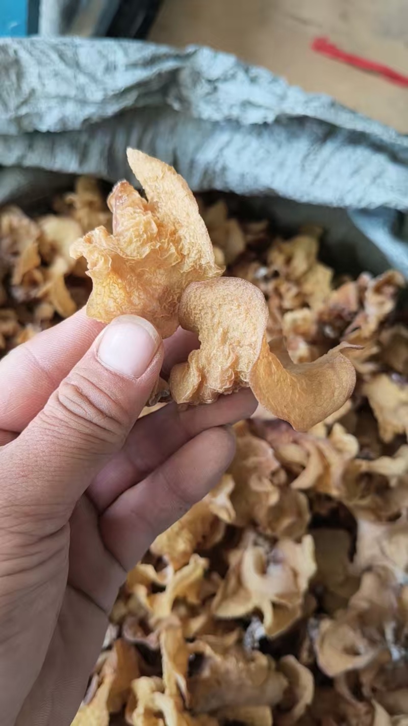 羊肚耳农场直销各种规格都有电商优先