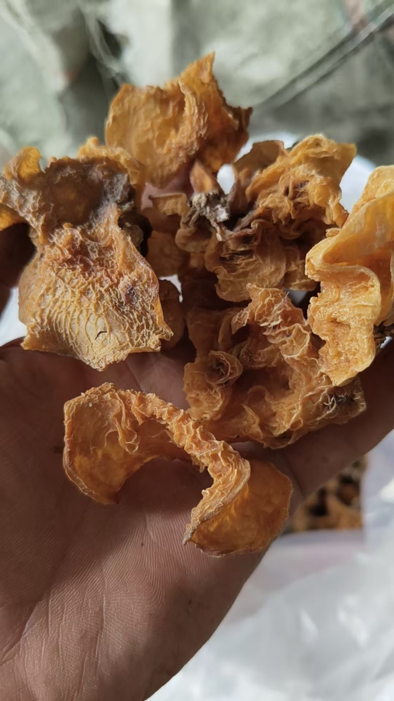 羊肚耳农场直销各种规格都有电商优先