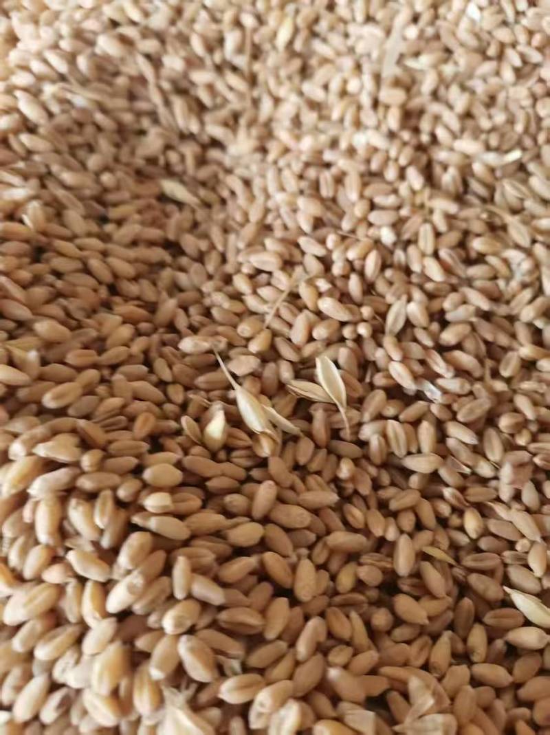 河南小麦大量上市，产地一手货源，量大优惠，对接全国市场