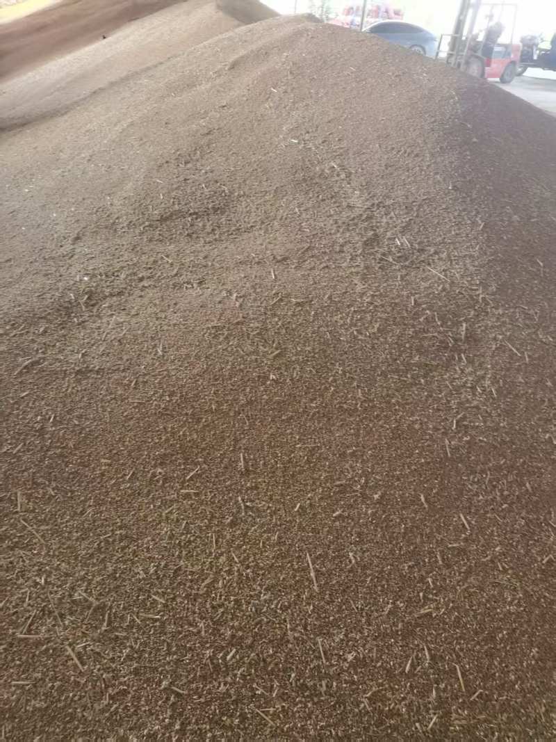河南小麦大量上市，产地一手货源，量大优惠，对接全国市场