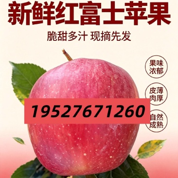 云南早熟华硕苹果、红露、鲁丽苹果