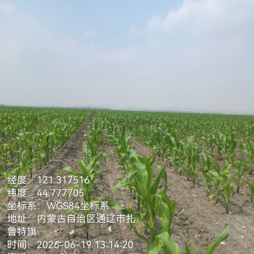 大量出售玉米青贮